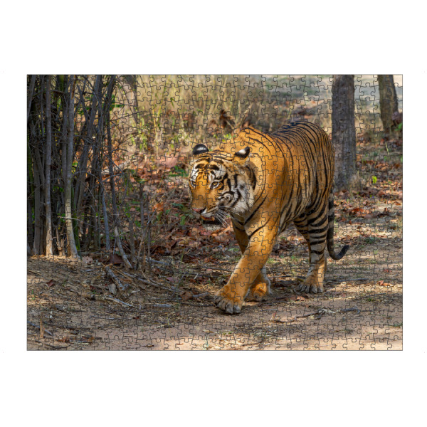 artboxONE Puzzle "Der Indische Tiger" artboxONE - Tiere,Reise / Asien - Tiger,Indien,Raubkatze,Großkatze,Königstiger,Bengal tiger,Indischer tiger
