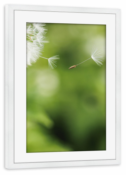 Poster mit Rahmen weiß "Blowing In The Wind" artboxONE - Natur,Floral,Für Mama