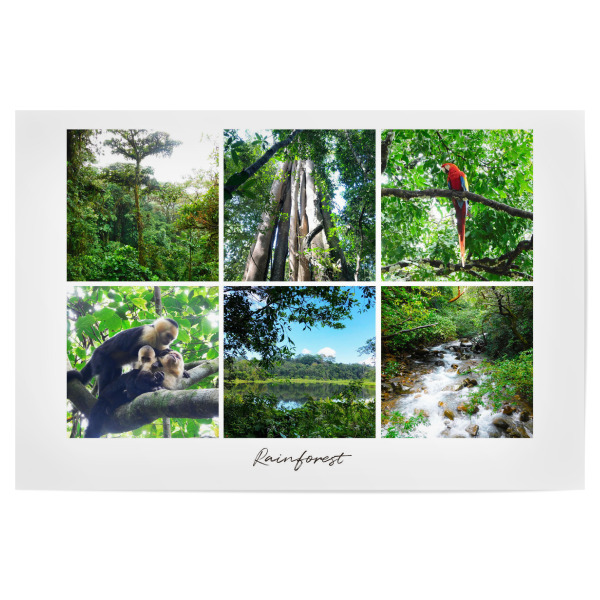 Poster "Rainforest Collage" artboxONE - Natur,Reise,Reise / Länder