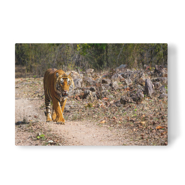 Leinwandbild "Ein Indischer Tiger in der Wildnis" artboxONE - Natur,Tiere,Reise / Asien