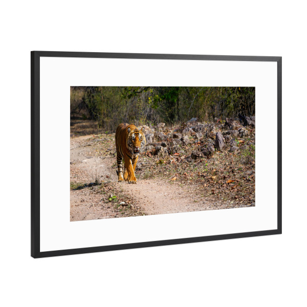 Poster mit Rahmen Schwarz (Metallic) "Ein Indischer Tiger in der Wildnis" artboxONE - Natur,Tiere,Reise / Asien