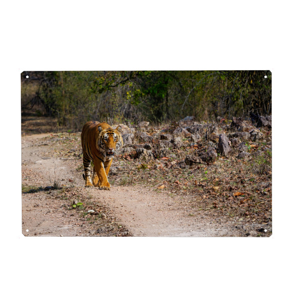 Metall Poster "Ein Indischer Tiger in der Wildnis" artboxONE - Natur,Tiere,Reise / Asien