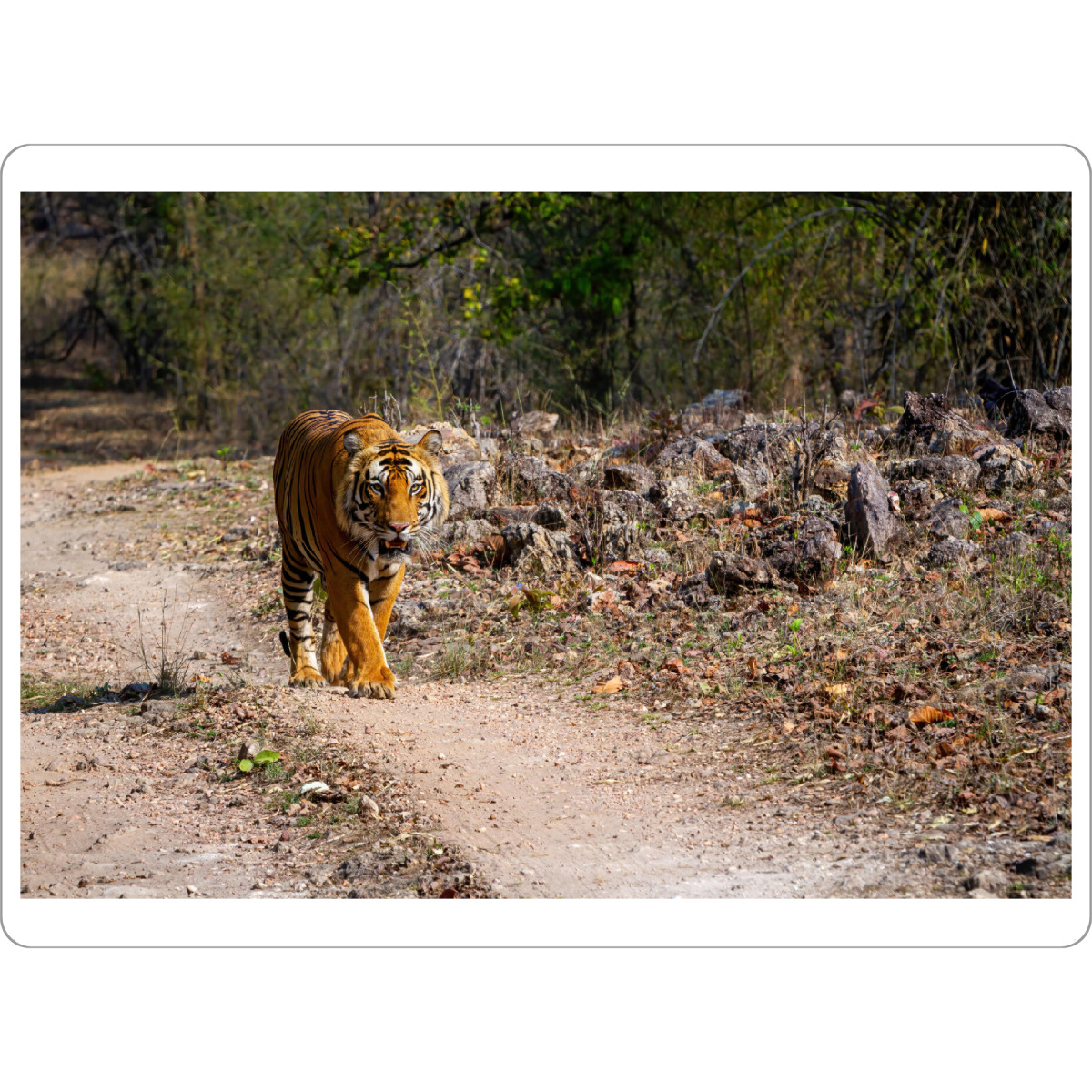 Tischset "Ein Indischer Tiger in der Wildnis" artboxONE - Natur,Tiere,Reise / Asien