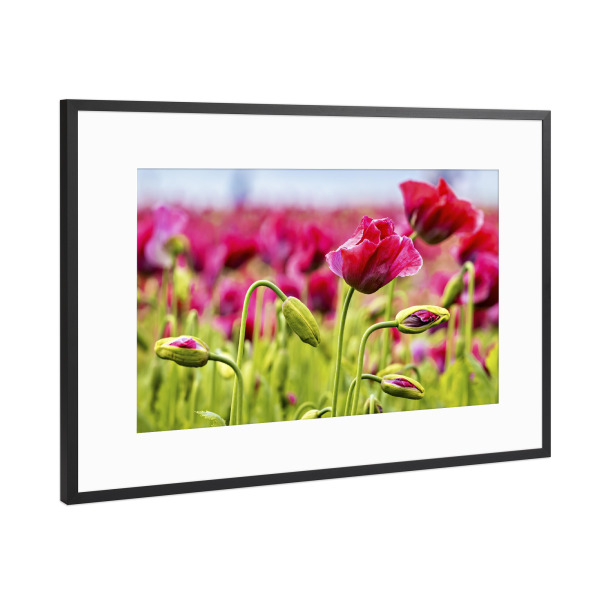 Poster mit Rahmen Schwarz (Metallic) "Rosa Mohnblüten" artboxONE - Natur,Floral - Mohn,Schlafmohn,Mohnblüte,Blume,Blüte,Mohnblume