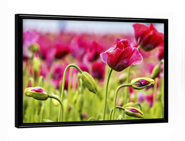 Poster mit schwarzem Rahmen "Rosa Mohnblüten" artboxONE - Natur,Floral - Mohn,Schlafmohn,Mohnblüte,Blume,Blüte,Mohnblume