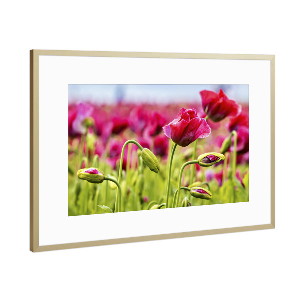 Poster mit Rahmen Gold "Rosa Mohnblüten" artboxONE - Natur,Floral - Mohn,Schlafmohn,Mohnblüte,Blume,Blüte,Mohnblume