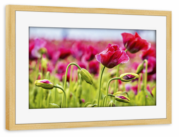 Poster mit Rahmen kiefer "Rosa Mohnblüten" artboxONE - Natur,Floral - Mohn,Schlafmohn,Mohnblüte,Blume,Blüte,Mohnblume