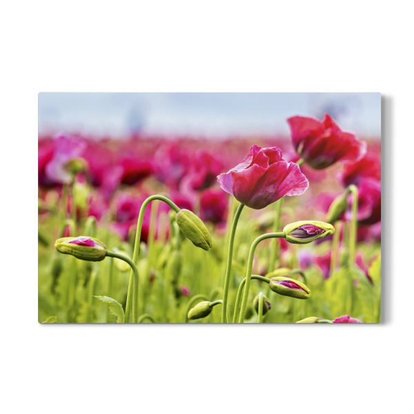 Galerie-Print "Rosa Mohnblüten" 30x20 cm artboxONE