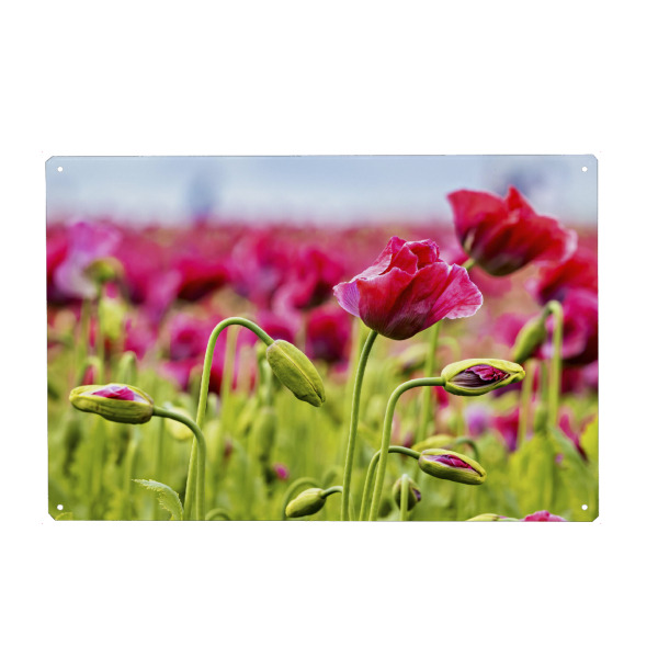 Metall Poster "Rosa Mohnblüten" artboxONE - Natur,Floral - Mohn,Schlafmohn,Mohnblüte,Blume,Blüte,Mohnblume - Blechschild