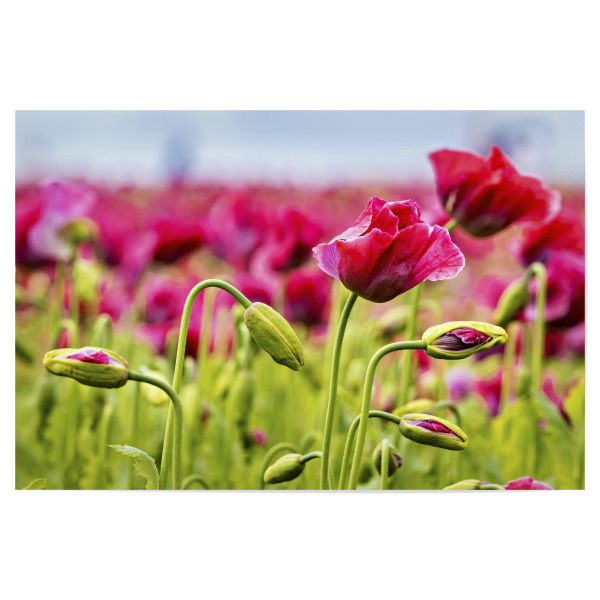 Poster 30x20 cm "Rosa Mohnblüten" artboxONE - Natur,Floral - Mohn,Schlafmohn,Mohnblüte,Blume,Blüte,Mohnblume