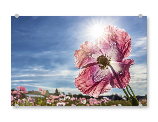Acrylglasbild "Rosa Schlafmohnblüte" artboxONE - Natur,Floral - Mohn,Schlafmohn,Mohnblüte,Blume,Blüte,Mohnblume