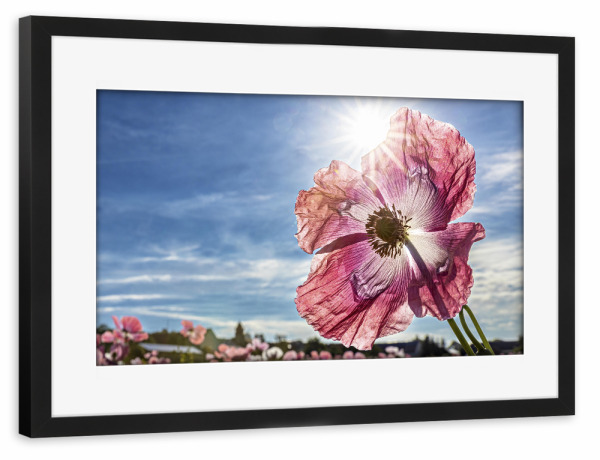 Poster mit Rahmen schwarz "Rosa Schlafmohnblüte" artboxONE - Natur,Floral - Mohn,Schlafmohn,Mohnblüte,Blume,Blüte,Mohnblume