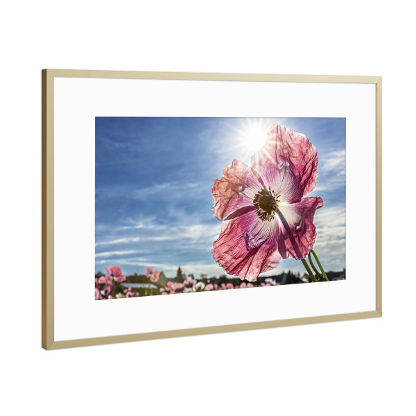 Poster mit Rahmen Gold "Rosa Schlafmohnblüte" artboxONE - Natur,Floral - Mohn,Schlafmohn,Mohnblüte,Blume,Blüte,Mohnblume