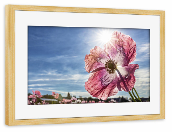 Poster mit Rahmen kiefer "Rosa Schlafmohnblüte" artboxONE - Natur,Floral - Mohn,Schlafmohn,Mohnblüte,Blume,Blüte,Mohnblume