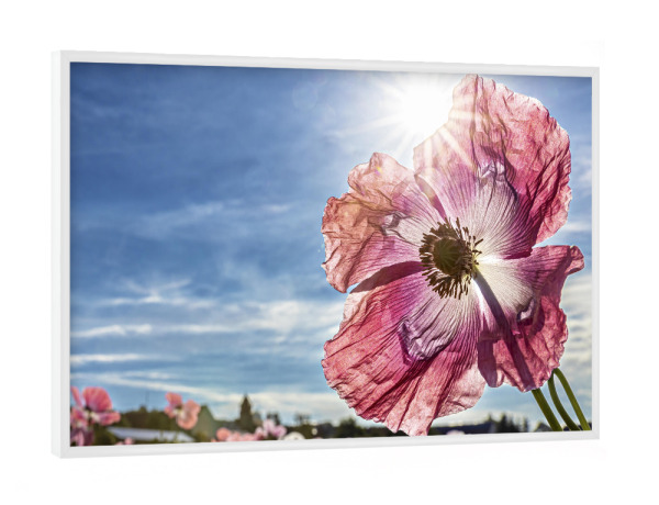 Poster mit weißem Rahmen "Rosa Schlafmohnblüte" artboxONE - Natur,Floral - Mohn,Schlafmohn,Mohnblüte,Blume,Blüte,Mohnblume