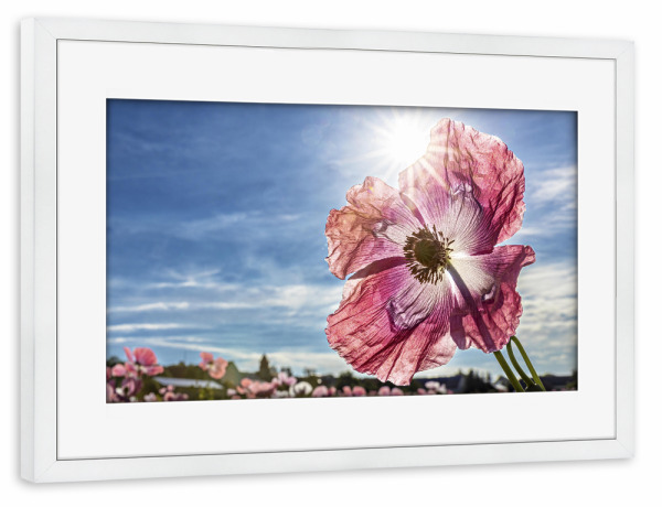 Poster mit Rahmen weiß "Rosa Schlafmohnblüte" artboxONE - Natur,Floral - Mohn,Schlafmohn,Mohnblüte,Blume,Blüte,Mohnblume