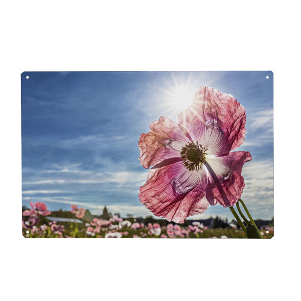 Metall Poster "Rosa Schlafmohnblüte" artboxONE - Natur,Floral - Mohn,Schlafmohn,Mohnblüte,Blume,Blüte,Mohnblume - Blechschild