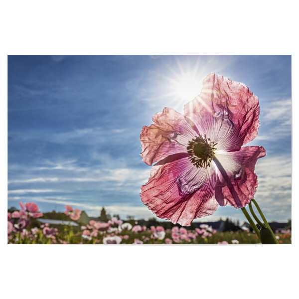 Poster 30x20 cm "Rosa Schlafmohnblüte" artboxONE - Natur,Floral - Mohn,Schlafmohn,Mohnblüte,Blume,Blüte,Mohnblume
