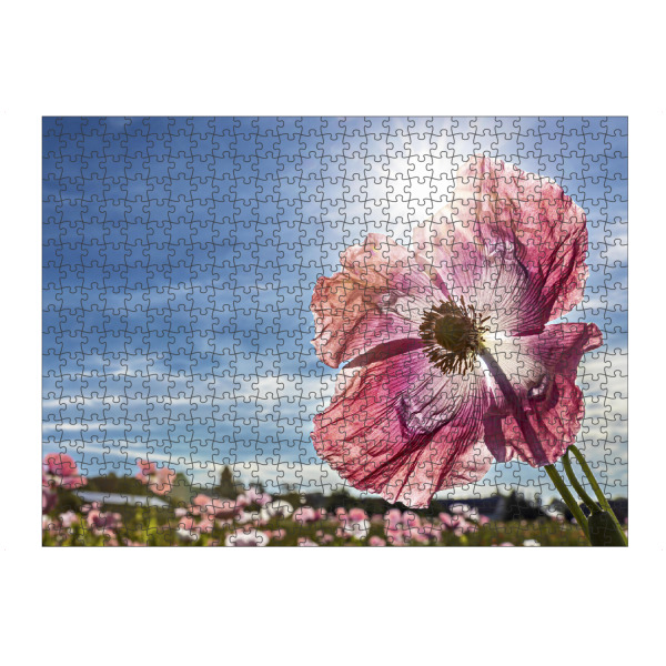 Puzzle Ravensburger "Rosa Schlafmohnblüte" artboxONE - Natur,Floral - Mohn,Schlafmohn,Mohnblüte,Blume,Blüte,Mohnblume - Bild mohn
