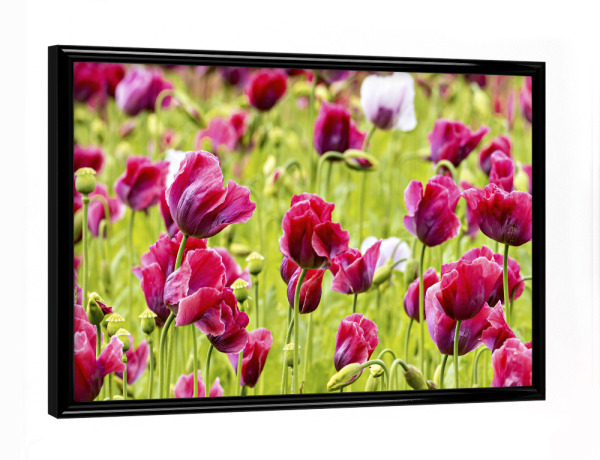 Poster mit schwarzem Rahmen "Blühendes Schlafmohn Feld" artboxONE - Natur,Floral - Mohn,Schlafmohn,Mohnblüte,Blume,Blüte,Mohnblume