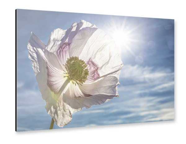 Alu-Dibond "Weiße Schlafmohnblüten" 30x20 cm artboxONE