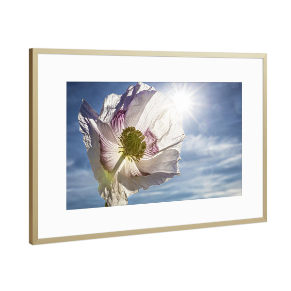 Poster mit Rahmen Gold "Weiße Schlafmohnblüten" artboxONE - Natur,Floral - Mohn,Schlafmohn,Mohnblüte,Blume,Blüte,Mohnblume