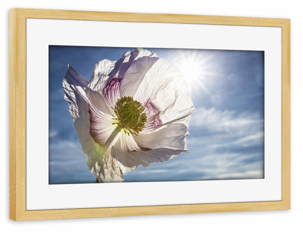 Poster mit Rahmen kiefer "Weiße Schlafmohnblüten" artboxONE - Natur,Floral - Mohn,Schlafmohn,Mohnblüte,Blume,Blüte,Mohnblume