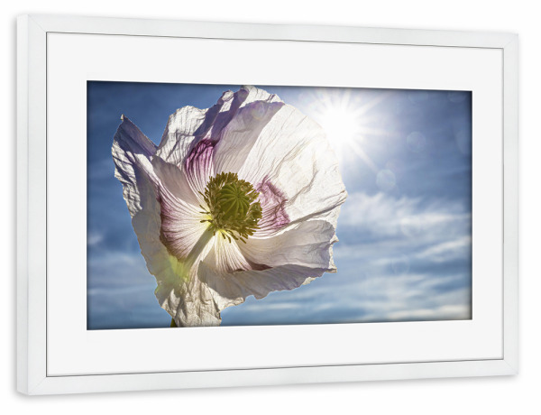 Poster mit Rahmen weiß "Weiße Schlafmohnblüten" artboxONE - Natur,Floral - Mohn,Schlafmohn,Mohnblüte,Blume,Blüte,Mohnblume