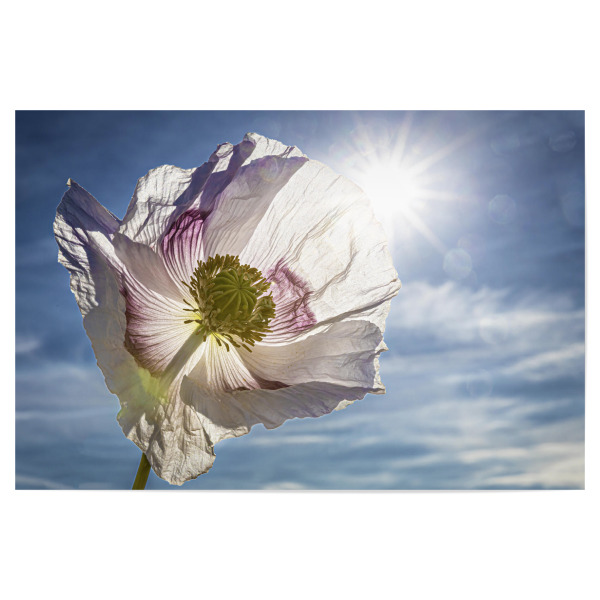 Poster 30x20 cm "Weiße Schlafmohnblüten" artboxONE - Natur,Floral - Mohn,Schlafmohn,Mohnblüte,Blume,Blüte,Mohnblume