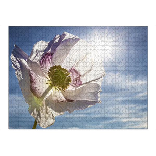 Puzzle Ravensburger "Weiße Schlafmohnblüten" artboxONE - Natur,Floral - Mohn,Schlafmohn,Mohnblüte,Blume,Blüte,Mohnblume - Bild mohn
