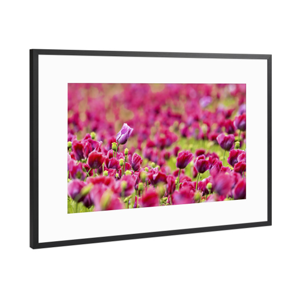 Poster mit Rahmen Schwarz (Metallic) "Schlafmohn" artboxONE - Natur,Floral - Mohn,Schlafmohn,Mohnblüte,Blume,Blüte,Mohnblume