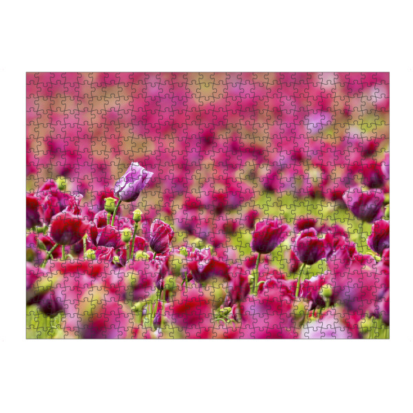 artboxONE Puzzle "Schlafmohn" artboxONE - Natur,Floral - Mohn,Schlafmohn,Mohnblüte,Blume,Blüte,Mohnblume - Bild mohn