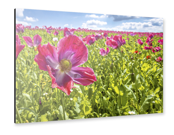 Alu-Dibond "Blühender Schlafmohn" 30x20 cm artboxONE