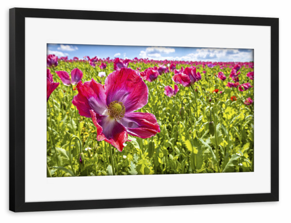 Poster mit Rahmen schwarz "Blühender Schlafmohn" artboxONE - Natur,Floral - Mohn,Schlafmohn,Mohnblüte,Blume,Blüte,Mohnblume