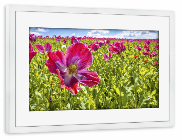 Poster mit Rahmen weiß "Blühender Schlafmohn" artboxONE - Natur,Floral - Mohn,Schlafmohn,Mohnblüte,Blume,Blüte,Mohnblume