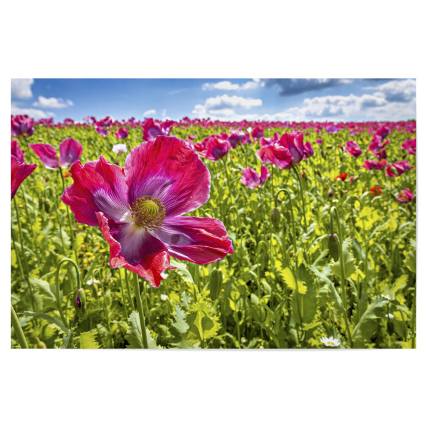 Poster 30x20 cm "Blühender Schlafmohn" artboxONE - Natur,Floral - Mohn,Schlafmohn,Mohnblüte,Blume,Blüte,Mohnblume