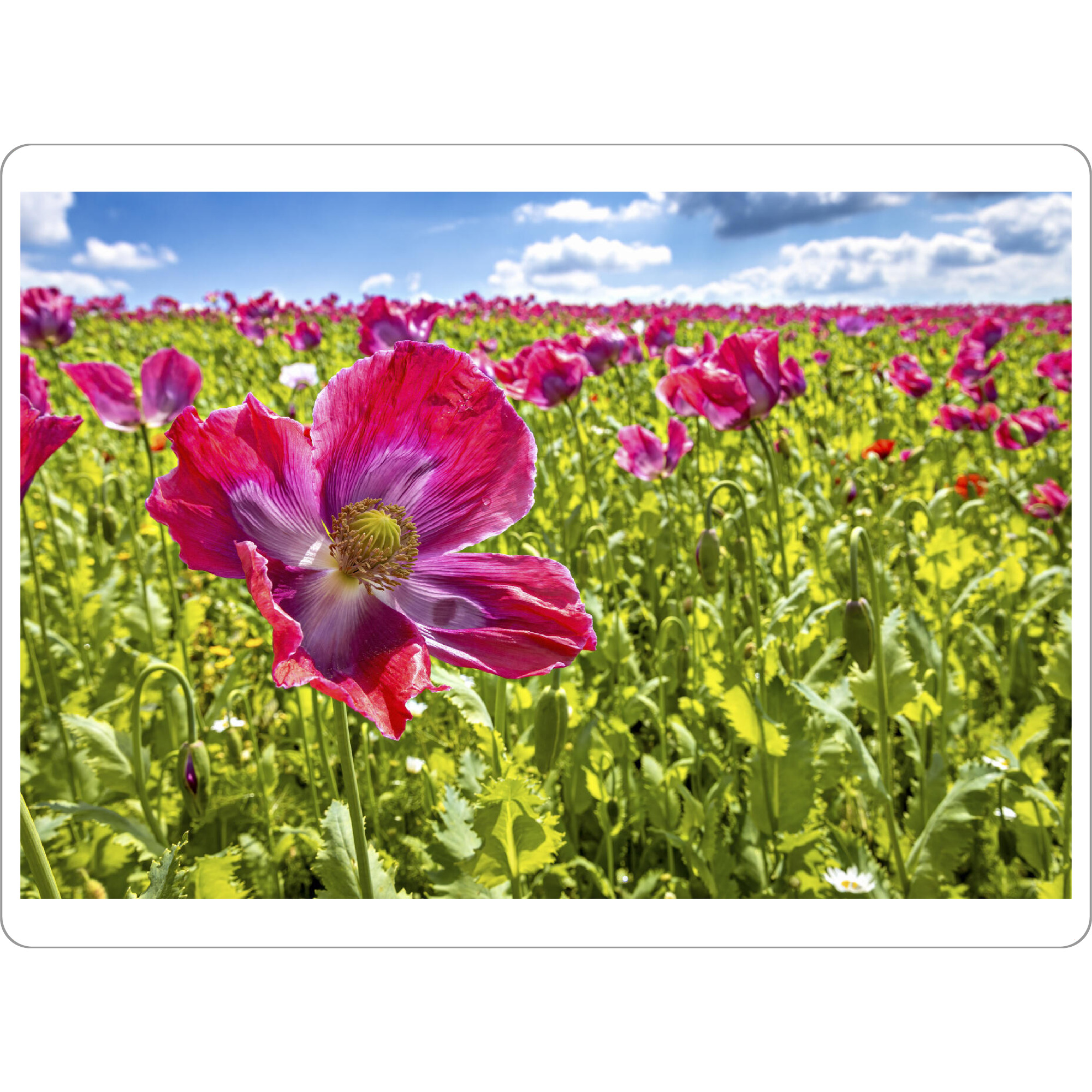 Tischset "Blühender Schlafmohn" artboxONE - Natur,Floral - Mohn,Schlafmohn,Mohnblüte,Blume,Blüte,Mohnblume - Bild mohn