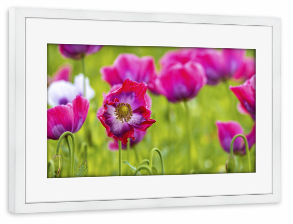 Poster mit Rahmen weiß "Mohnblüten Feld" artboxONE - Natur,Floral - Mohn,Schlafmohn,Mohnblüte,Blume,Blüte,Mohnblume