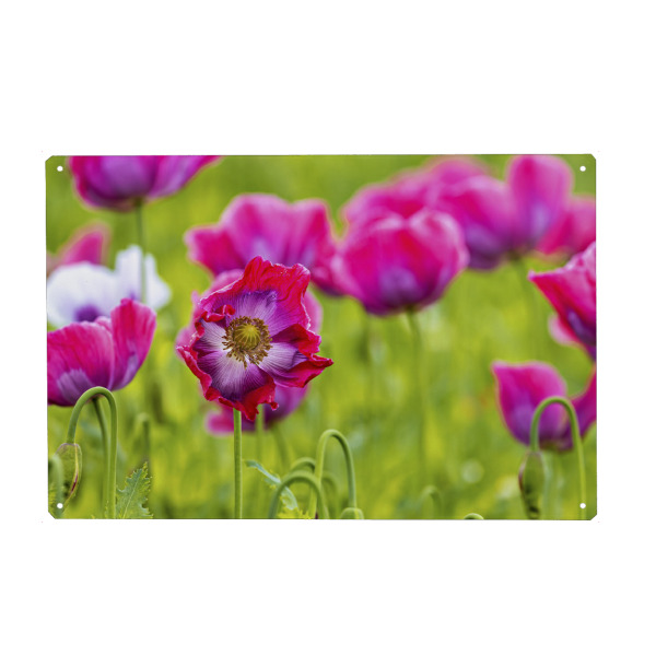 Metall Poster "Mohnblüten Feld" artboxONE - Natur,Floral - Mohn,Schlafmohn,Mohnblüte,Blume,Blüte,Mohnblume - Blechschild