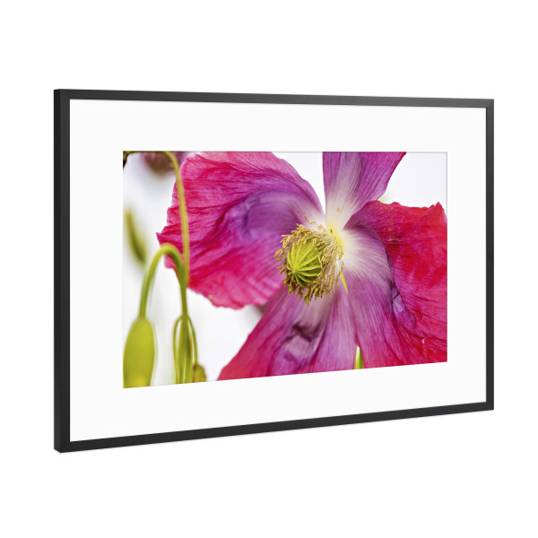 Poster mit Rahmen Schwarz (Metallic) "Eine Rosa Mohnblüte" artboxONE - Natur,Floral - Mohn,Schlafmohn,Mohnblüte,Blume,Blüte,Mohnblume