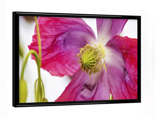 Poster mit schwarzem Rahmen "Eine Rosa Mohnblüte" artboxONE - Natur,Floral - Mohn,Schlafmohn,Mohnblüte,Blume,Blüte,Mohnblume