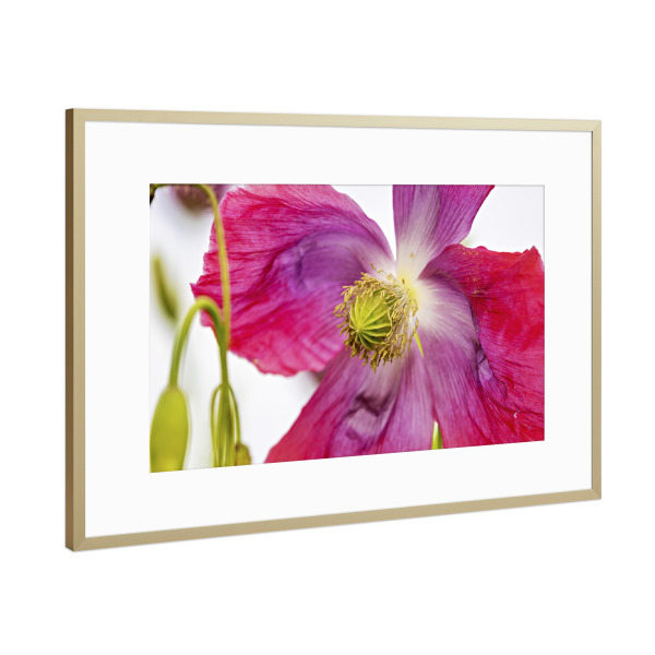 Poster mit Rahmen Gold "Eine Rosa Mohnblüte" artboxONE - Natur,Floral - Mohn,Schlafmohn,Mohnblüte,Blume,Blüte,Mohnblume