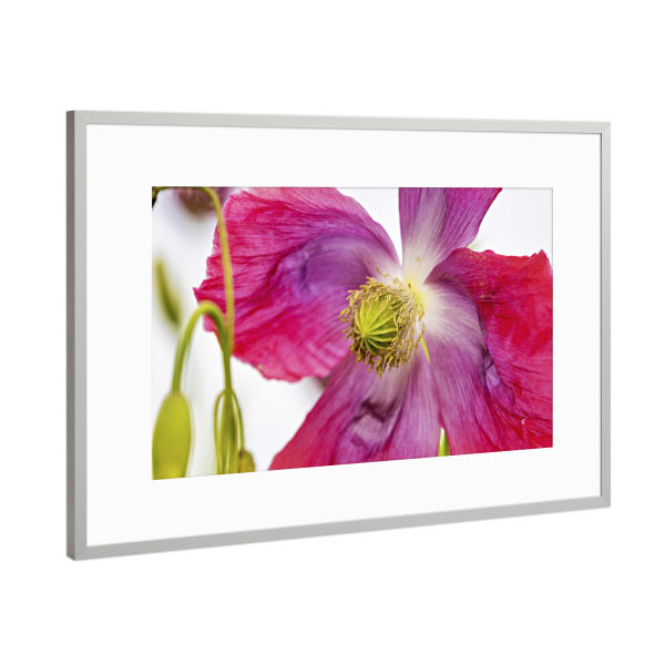 Poster mit Rahmen Silber "Eine Rosa Mohnblüte" artboxONE - Natur,Floral - Mohn,Schlafmohn,Mohnblüte,Blume,Blüte,Mohnblume