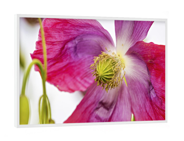 Poster mit weißem Rahmen "Eine Rosa Mohnblüte" artboxONE - Natur,Floral - Mohn,Schlafmohn,Mohnblüte,Blume,Blüte,Mohnblume