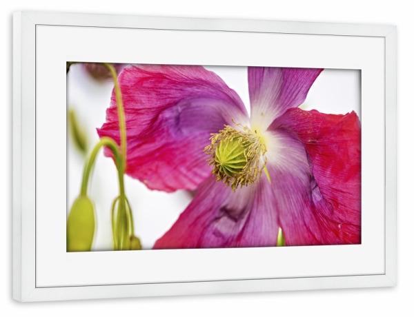 Poster mit Rahmen weiß "Eine Rosa Mohnblüte" artboxONE - Natur,Floral - Mohn,Schlafmohn,Mohnblüte,Blume,Blüte,Mohnblume