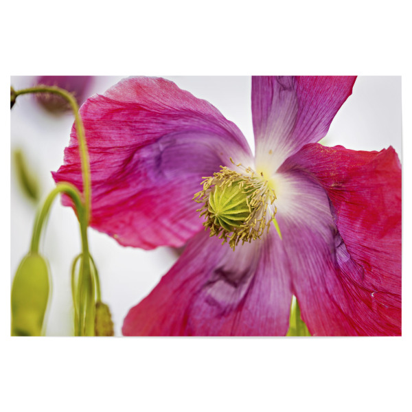 Poster 30x20 cm "Eine Rosa Mohnblüte" artboxONE - Natur,Floral - Mohn,Schlafmohn,Mohnblüte,Blume,Blüte,Mohnblume