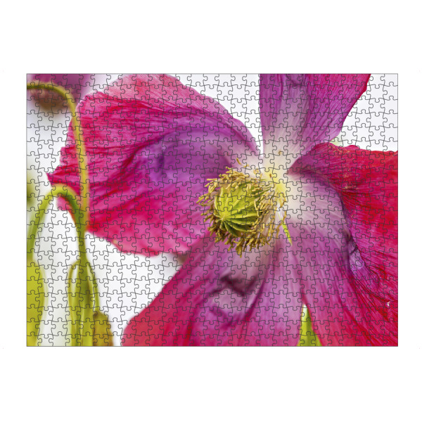 Puzzle Ravensburger "Eine Rosa Mohnblüte" artboxONE - Natur,Floral - Mohn,Schlafmohn,Mohnblüte,Blume,Blüte,Mohnblume - Bild mohn