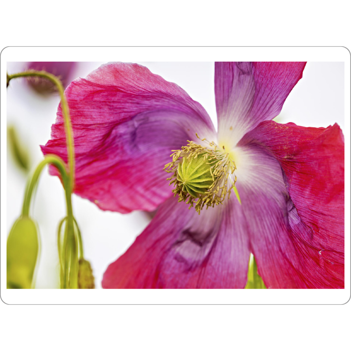 Tischset "Eine Rosa Mohnblüte" artboxONE - Natur,Floral - Mohn,Schlafmohn,Mohnblüte,Blume,Blüte,Mohnblume - Bild mohn