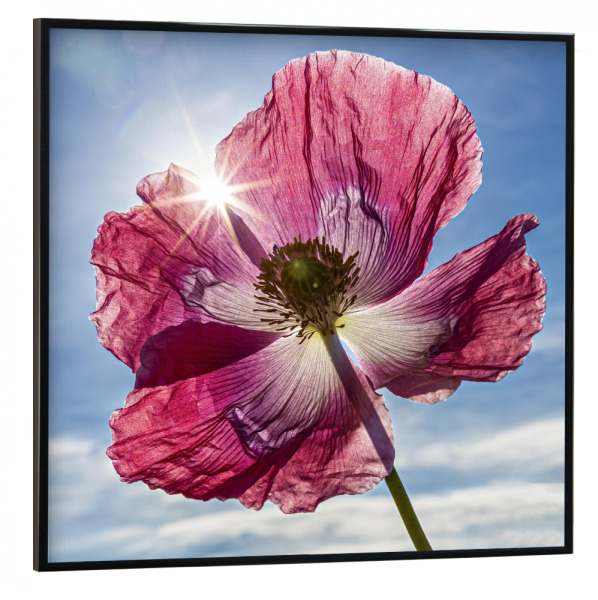 Poster mit schwarzem Rahmen 30x30 cm "Die Mohnblüte" artboxONE - Natur - Mohn,Schlafmohn,Mohnblüte,Blume,Blüte,Mohnblume
