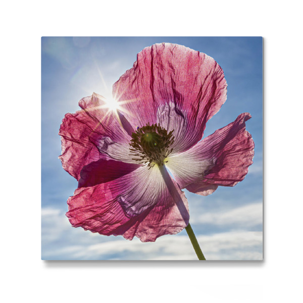 Galerie-Print "Die Mohnblüte" 30x30 cm artboxONE